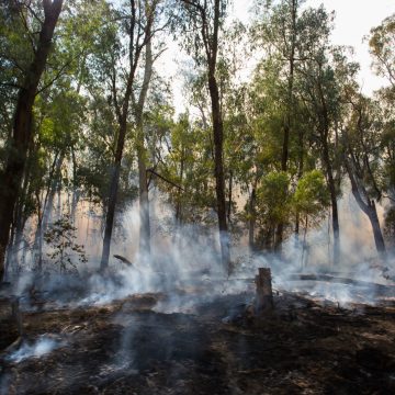 Abbiamo deforestato il Perù (più o meno)