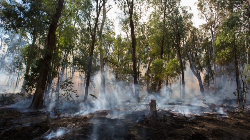 Abbiamo deforestato il Perù (più o meno)