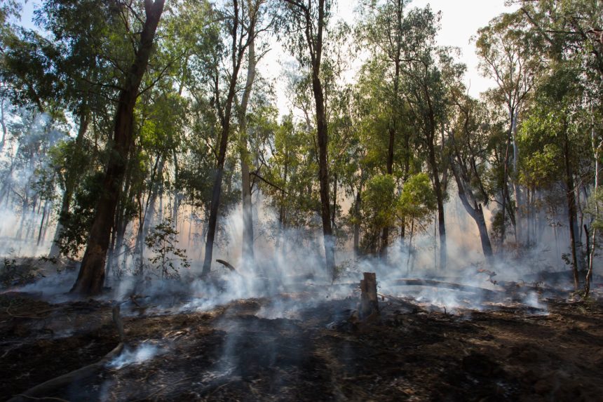 Abbiamo deforestato il Perù (più o meno)