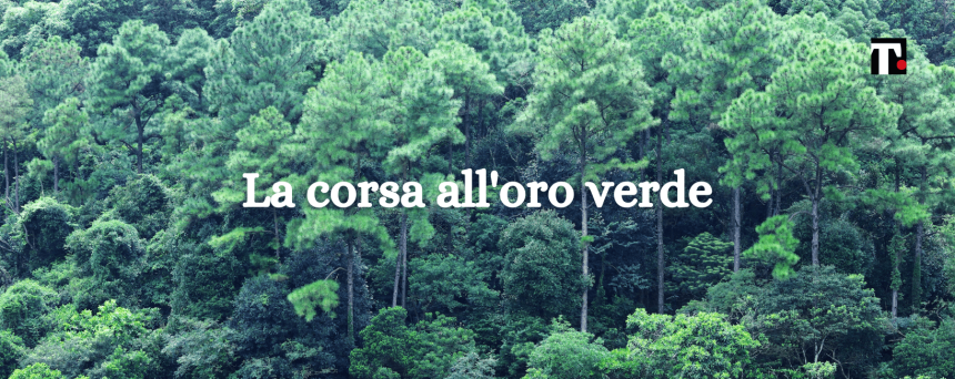 Tutti vogliono piantare alberi (ma lo spazio sta finendo…)