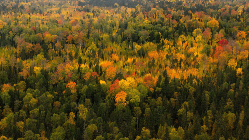 foreste russia La Russia ha il 20% delle foreste mondiali. E vuole monetizzarle