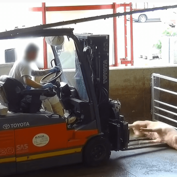 Il video choc di maltrattamenti sugli animali scuote politica e giustizia