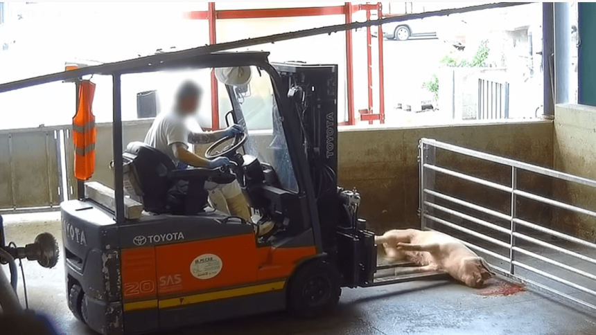 maltrattamenti degli animali Il video choc di maltrattamenti sugli animali scuote politica e giustizia