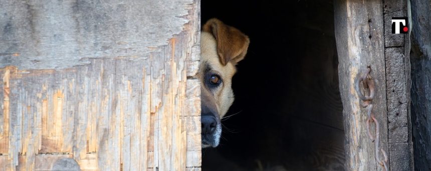 Cane morde mano della figlia e il padre si vendica in modo macabro e violento