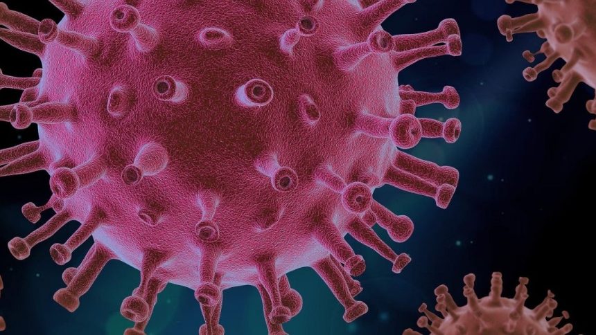 Virus Marburg Virus Marburg