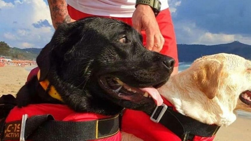 Cani eroi a Sperlonga Cani eroi a Sperlonga