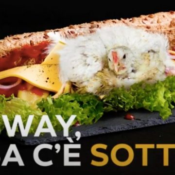 “Subway si impegna a ridurre le sofferenze per i polli”: l’annuncio di Animal Equality