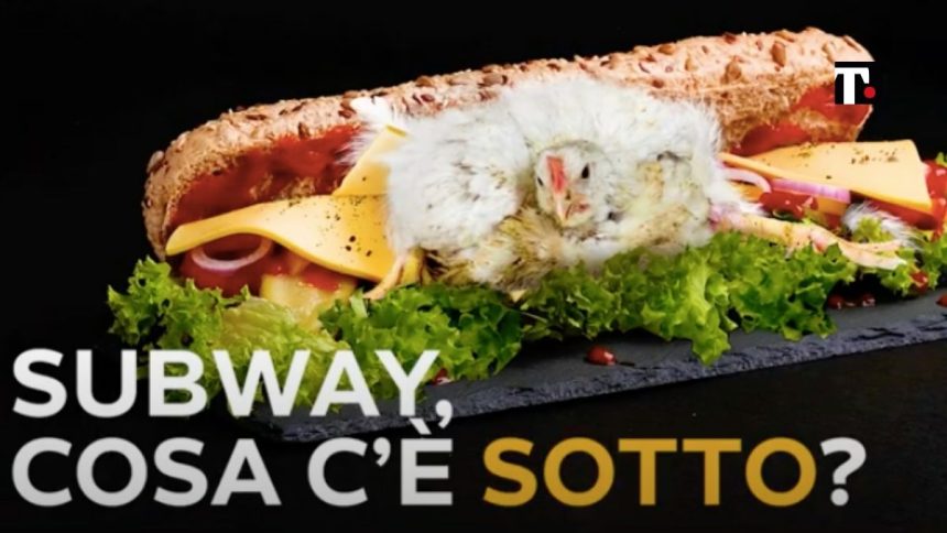 “Subway si impegna a ridurre le sofferenze per i polli”: l’annuncio di Animal Equality