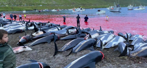 delfini faroe massacrati