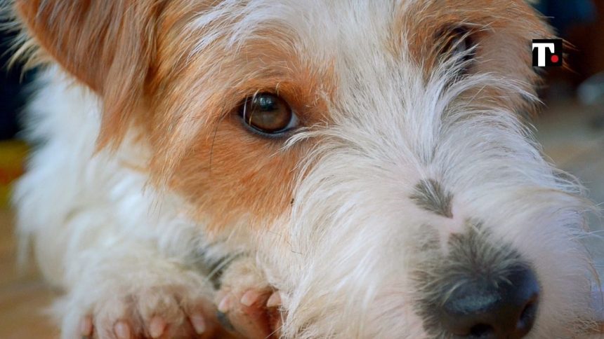 Cane lasciato affogare nel lago di Garda, il sindaco: “Vergogna assoluta”