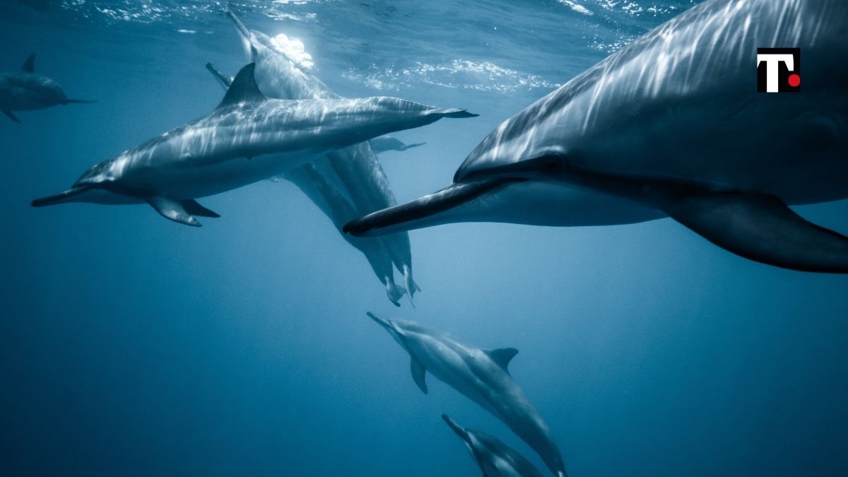 delfini faroe