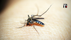 Zanzara resistente al freddo