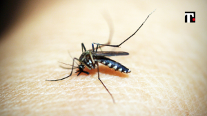 febbre dengue singapore allarme