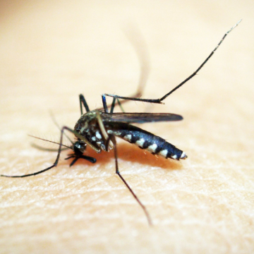 febbre dengue singapore allarme