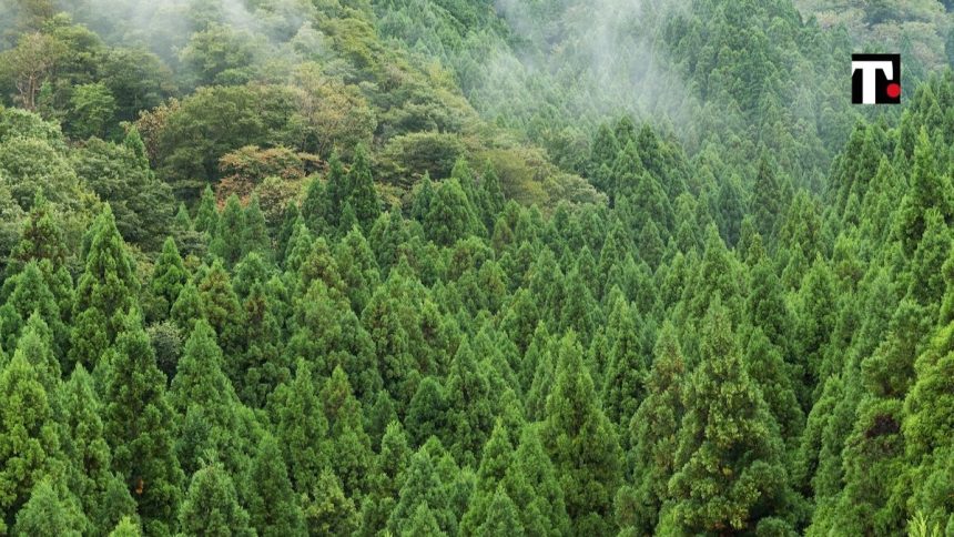 Le foreste italiane sono in aumento. E non è per forza un bene