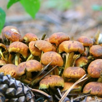 Uomo di 86 anni muore cercando funghi: tragedia a Bagni di Lucca (Toscana)