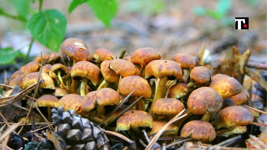 Uomo di 86 anni muore cercando funghi: tragedia a Bagni di Lucca (Toscana)