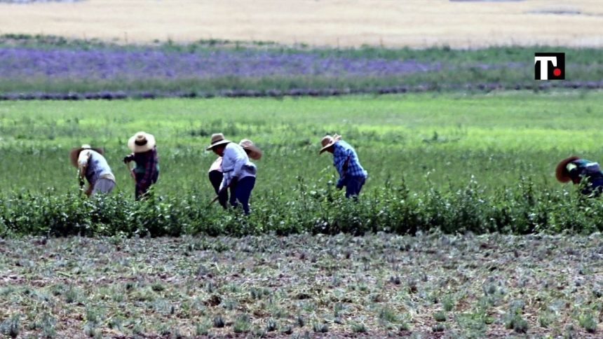 Dall’allarme green pass in agricoltura al boom del turismo online. Varie & Eventuali