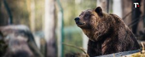 orso sul balcone