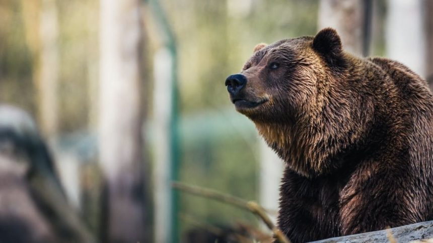 orso sul balcone orso sul balcone