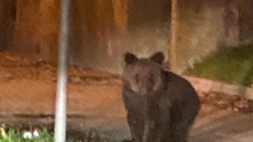 Gorizia, orso Gorizia, orso