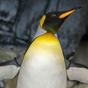 Pinguino tremila chilometri casa
