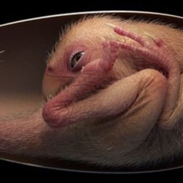 Embrione di dinosauro