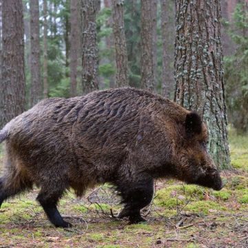Genova, si allarga la peste suina. Altri quattro cinghiali positivi