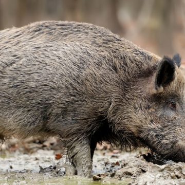 Peste suina africana: che cos’è. Il caso del cinghiale in Piemonte