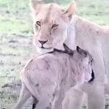 Leonessa adotta un cucciolo di gnu – VIDEO