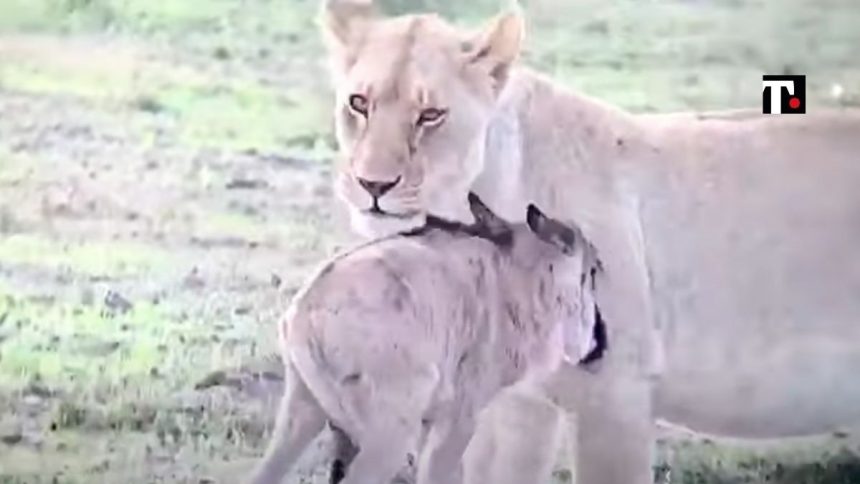 Leonessa adotta un cucciolo di gnu – VIDEO