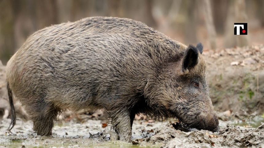 Peste suina africana: che cos’è. Il caso del cinghiale in Piemonte