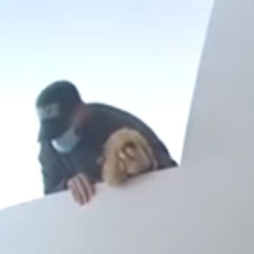 Nola cane video