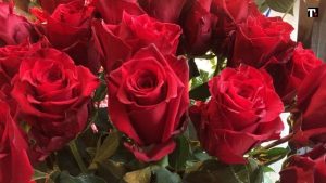 San Valentino, rose e altri fiori da regalare