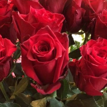 San Valentino, rose e altri fiori da regalare