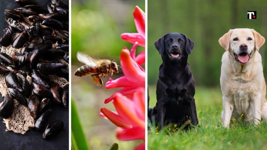 animali sentinelle ambiente