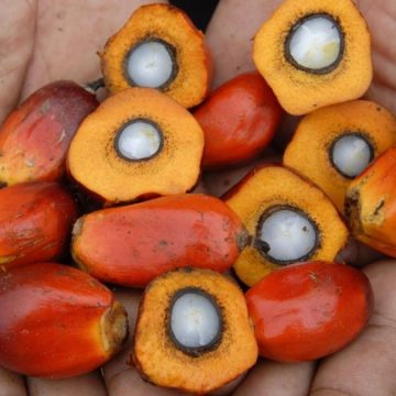 Ecco come Putin ci invade con l’olio di palma (addio semi di girasole)