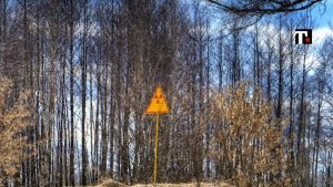 Che cos'è la Foresta rossa di Chernobyl?