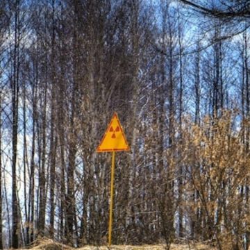 Che cos'è la Foresta rossa di Chernobyl?