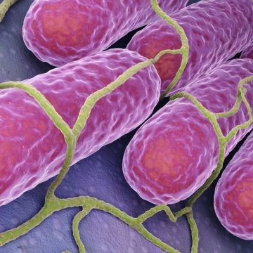 salmonella cos'è (foto Envato)