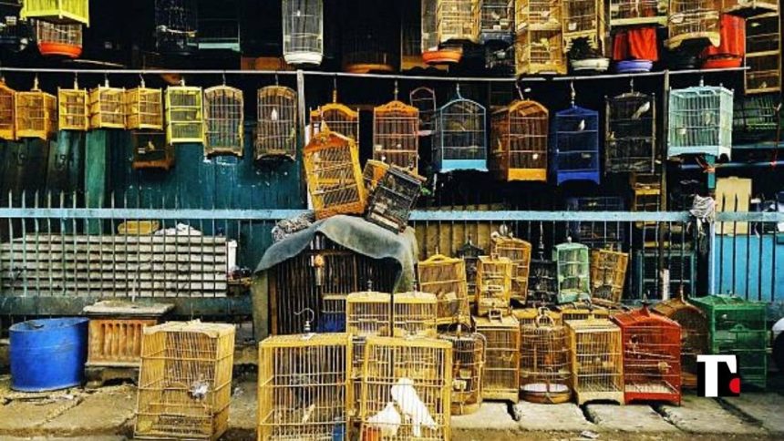 L’Italia ha un problema col traffico di animali e l’ecomafia. Il report di LAV