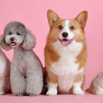 bonus animali domestici 2022