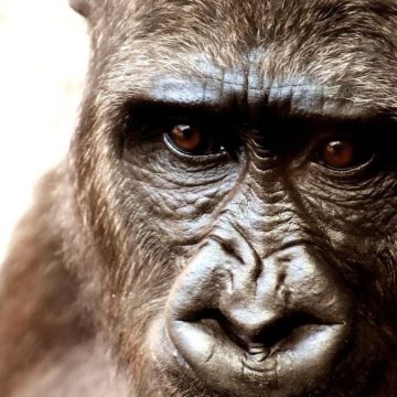 vaiolo delle scimmie rapporti sessuali vaiolo delle scimmie rapporti sessuali