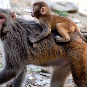 Vaiolo delle scimmie in Italia