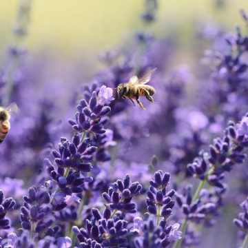 Giornata Mondiale della Biodiversità
