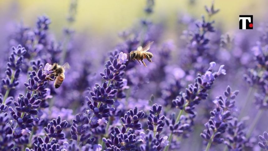 Giornata Mondiale della Biodiversità