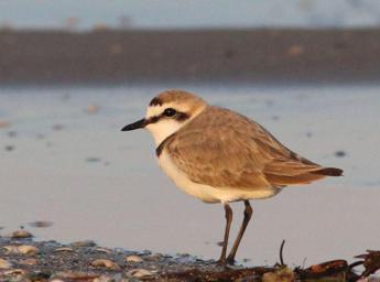 Caorle, nati tre pulcini di Fratino