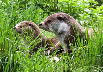 Per salvare la lontra al via un nuovo monitoraggio