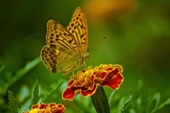 Con le farfalle se ne va la biodiversità europea