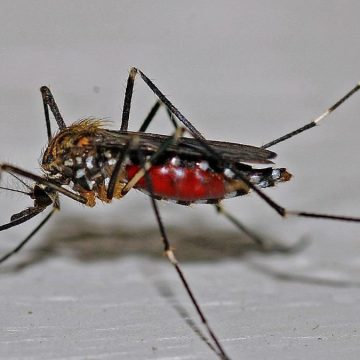 febbre dengue singapore allarme